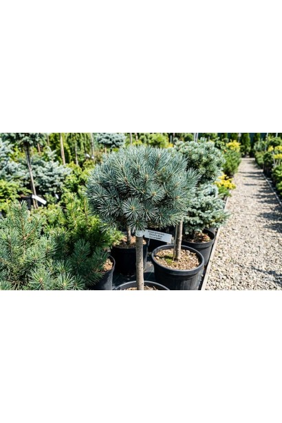 Сосна Чантрі Блю